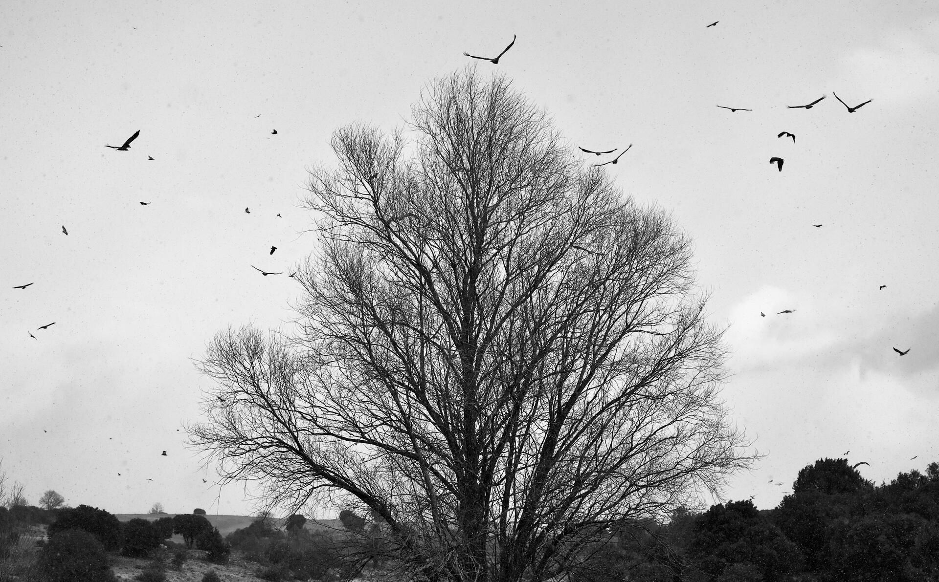 Invierno en Salce